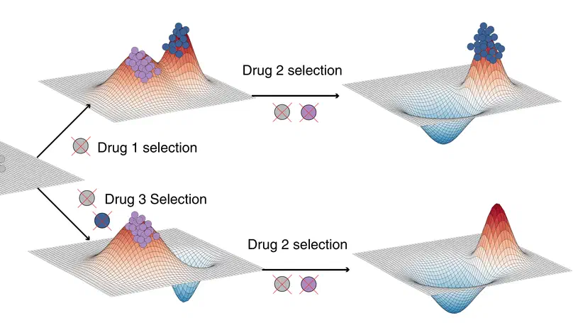 Exploiting evolutionary steering to induce collateral drug sensitivity in cancer