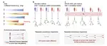 Detecting repeated cancer evolution from multi-region tumor sequencing data