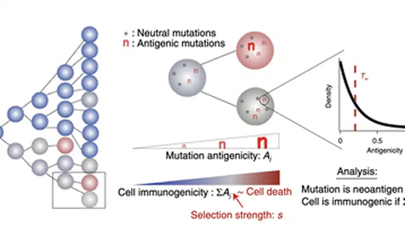 Evolutionary dynamics of neoantigens in growing tumors