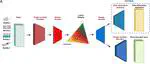 MIDAA: deep archetypal analysis for interpretable multi-omic data integration based on biological principles