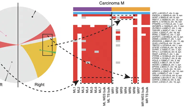 A Big Bang model of human colorectal tumor growth