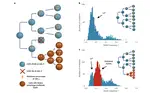 Quantification of subclonal selection in cancer from bulk sequencing data