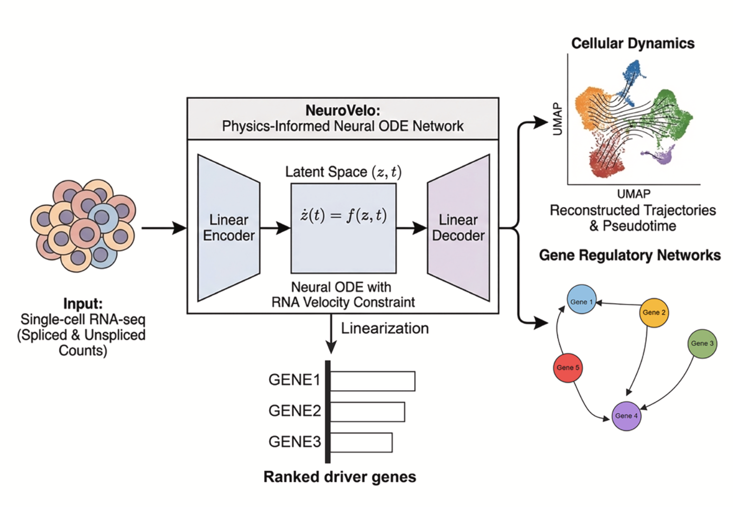 Interpretable learning of temporal cellular dynamics from single-cell data