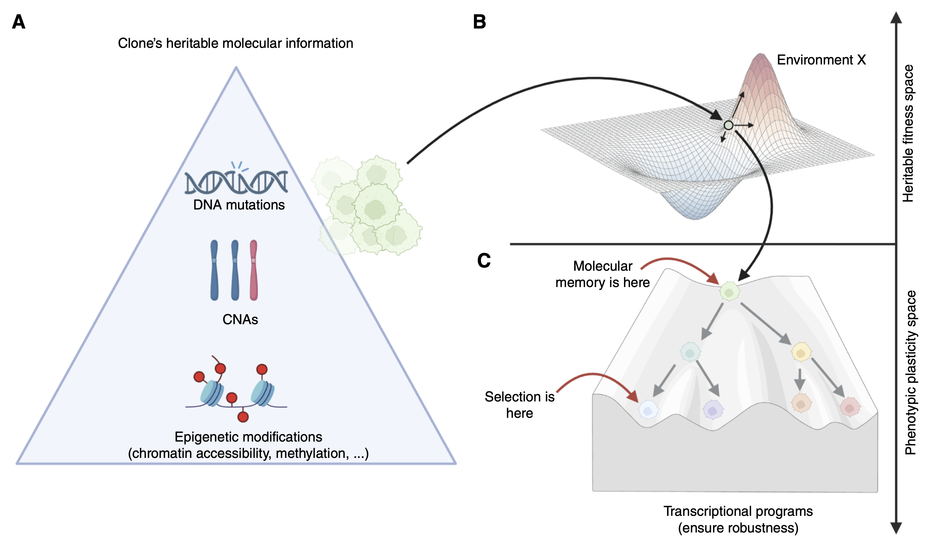 Epigenetic Heritability of Cell Plasticity Drives Cancer Drug Resistance through a One-to-Many Genotype-to-Phenotype Paradigm