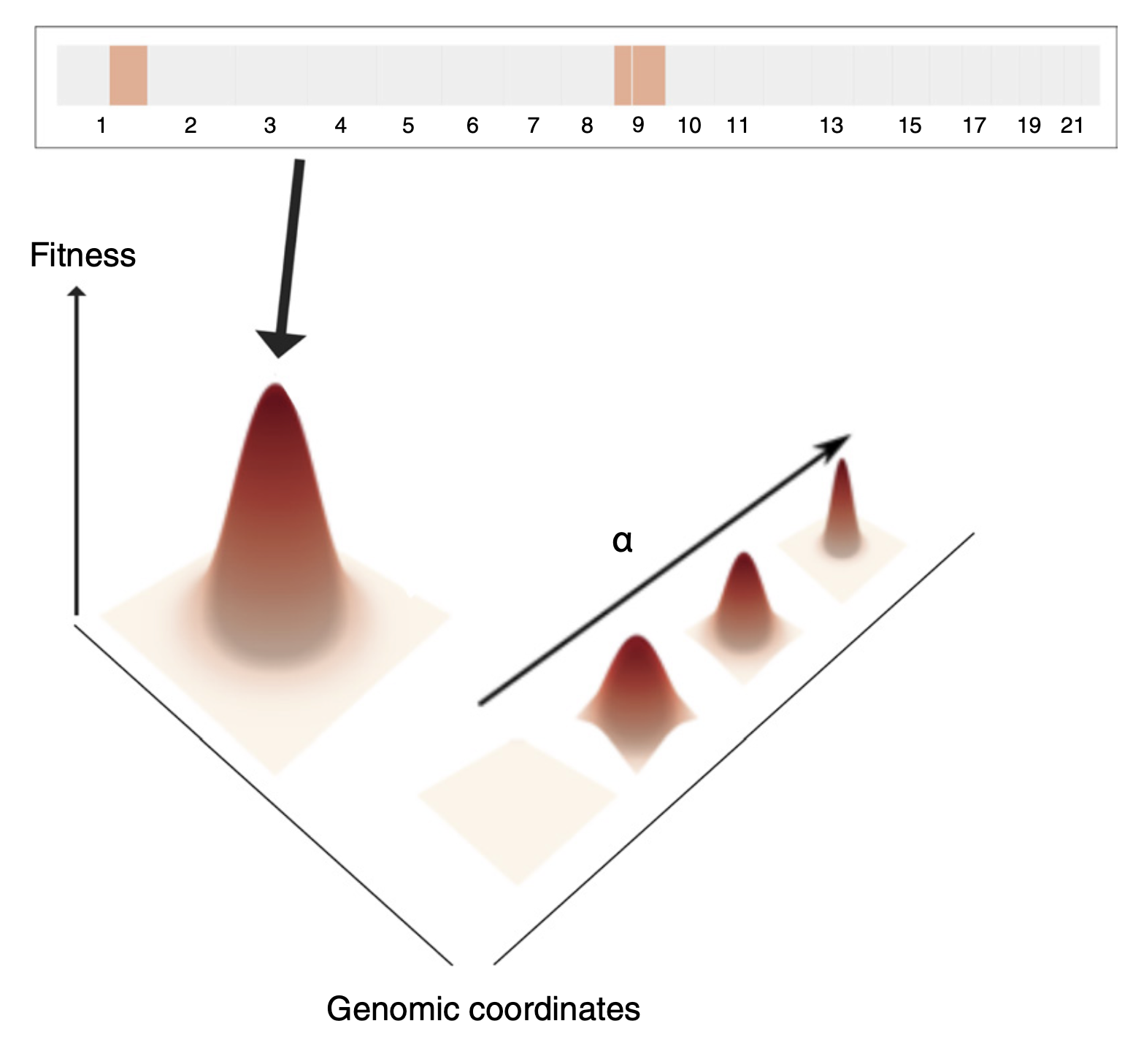 Negative Selection Maintains Grossly Altered but Broadly Stable Karyotypes in Metastatic Colorectal Cancer
