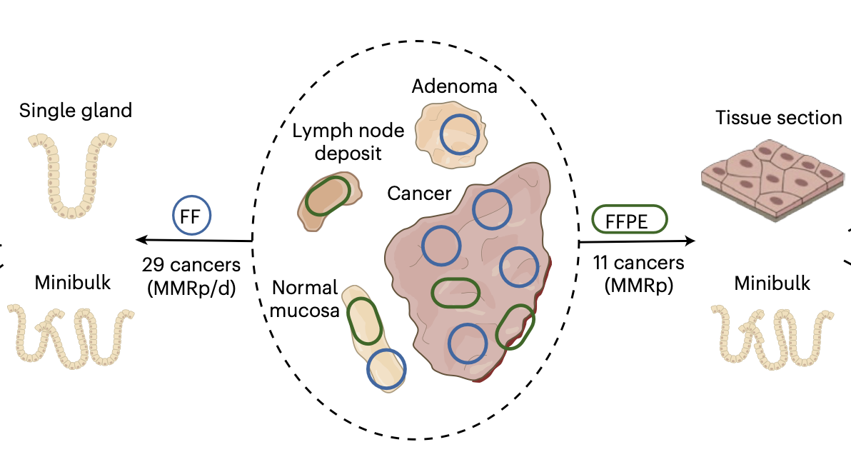 Epigenetically driven and early immune evasion in colorectal cancer evolution